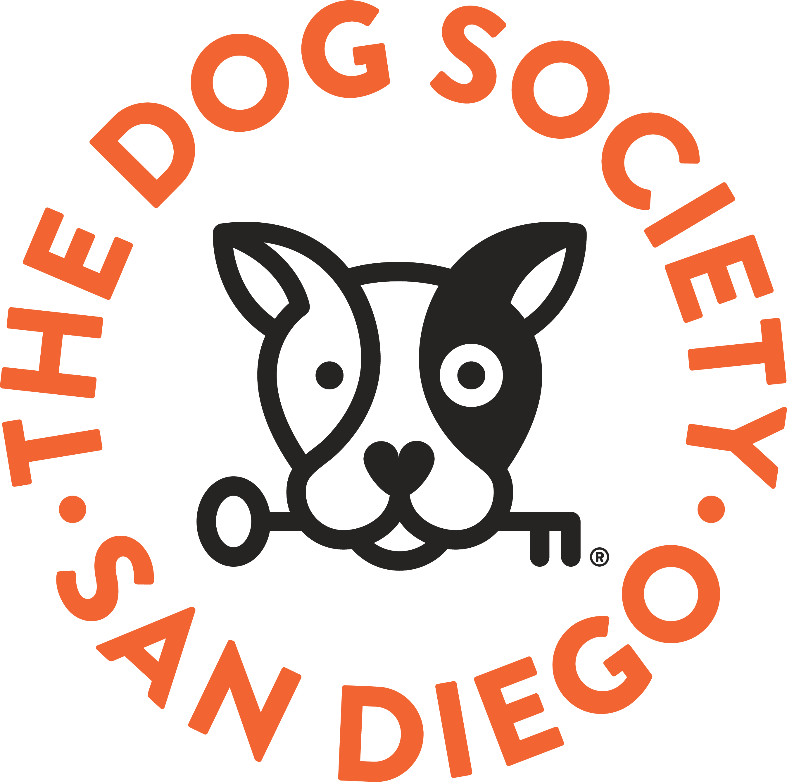 basset-hound-meetup-dog-boarding-san-diego-grooming-training-dog