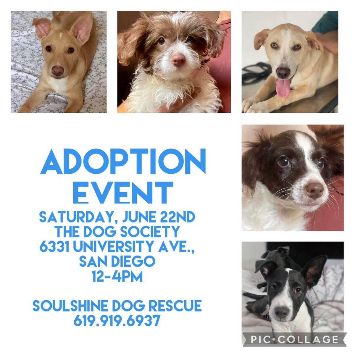 Adoption Event - Dog Boarding San Diego, Grooming & Training - Dog ...